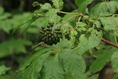 Eleutherococcus senticosus