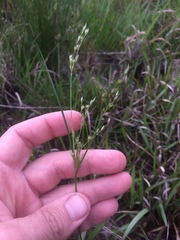 Juncus dichotomus