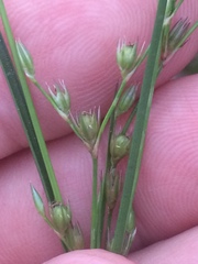 Juncus dichotomus