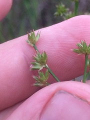 Juncus acuminatus