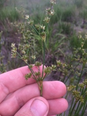 Juncus acuminatus