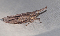 Eurinopsyche obscurata