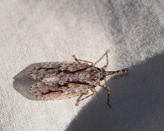 Eurinopsyche obscurata