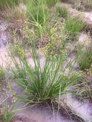 Juncus acuminatus