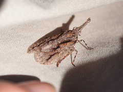 Eurinopsyche obscurata
