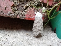 Hypercompe scribonia