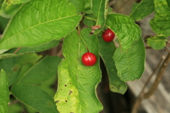 Lonicera glehnii