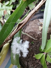 Hypercompe scribonia