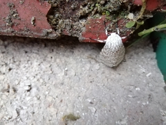 Hypercompe scribonia