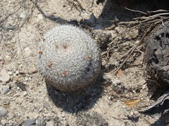 Mammillaria haageana