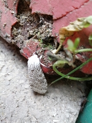 Hypercompe scribonia