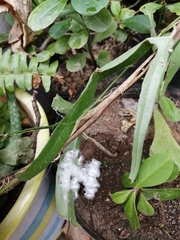 Hypercompe scribonia