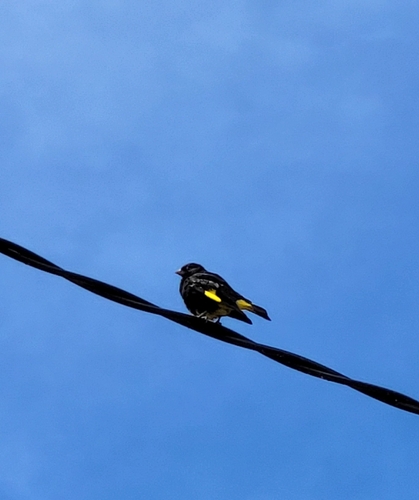 Black Siskin