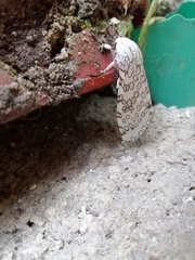 Hypercompe scribonia