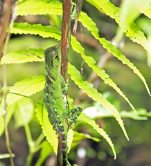 Enyalioides
