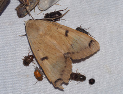 Ophiusa parcemacula