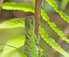Enyalioides