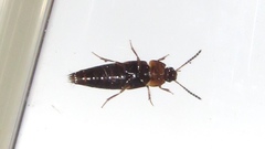 Tachinus corticinus