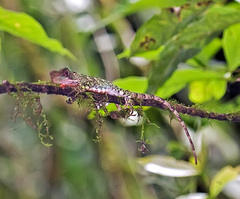 Enyalioides