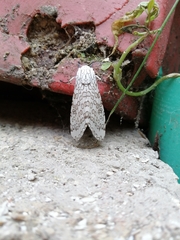 Hypercompe scribonia