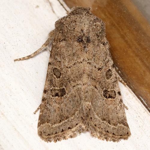 Protorthodes melanopis photo 4