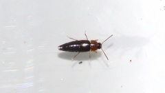 Tachinus corticinus