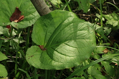 Symplocarpus renifolius