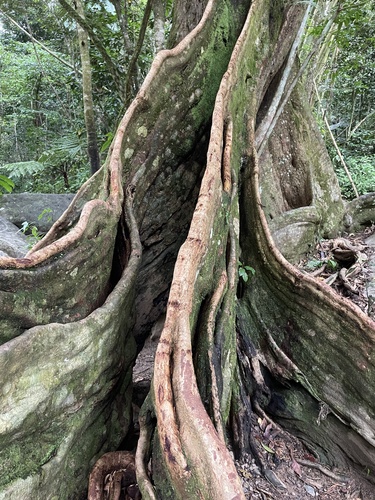 Pterocarpus officinalis, photograph 5