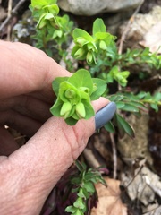 Euphorbia commutata