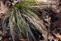 Carex bromoides