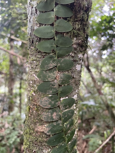 Marcgravia rectiflora, photograph 1