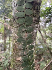 Marcgravia rectiflora, photograph (c) Cricket Raspet, some rights reserved (CC BY)