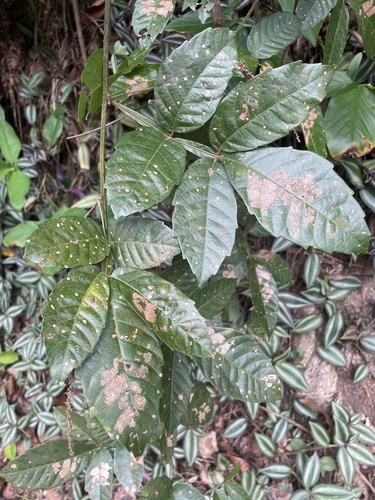 Paullinia pinnata, photograph 4