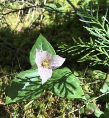 Pseudotrillium rivale