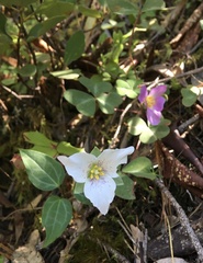 Pseudotrillium rivale