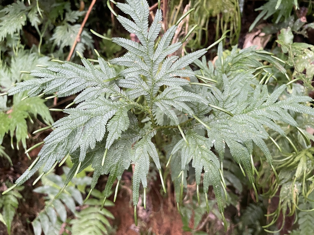 Selaginella plana; photograph (c) Cricket Raspet, some rights reserved (CC BY)
