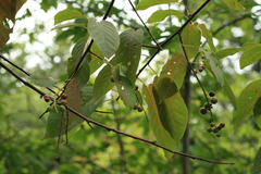 Prunus ssiori