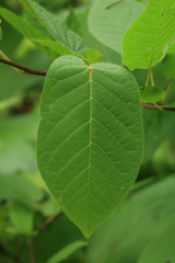 Prunus ssiori
