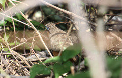 Morococcyx erythropygus