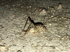 Ceuthophilus pallidus