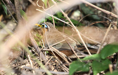 Morococcyx erythropygus