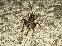 Ceuthophilus pallidus