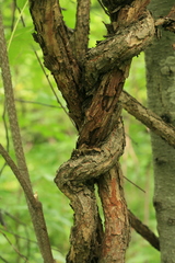 Actinidia kolomikta