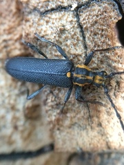 Enoploderes vitticollis