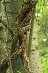 Actinidia kolomikta