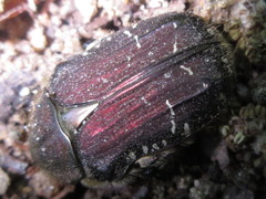 Cetonia pilifera