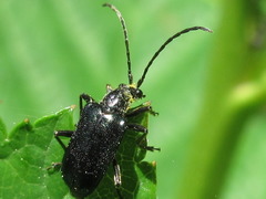 Dinoptera minuta