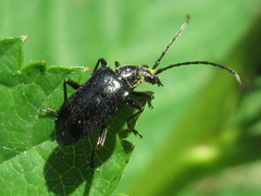 Dinoptera minuta