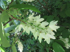Styrax obassia