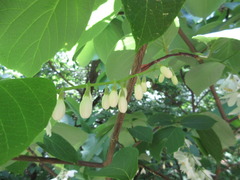 Styrax obassia